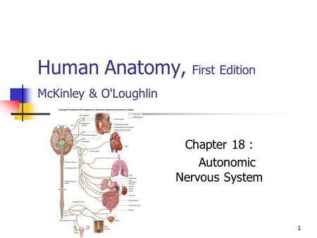 Human Anatomy, First Edition McKinley & O'Loughlin