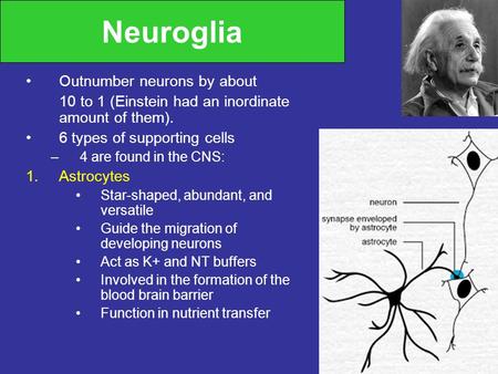 Neuroglia Outnumber neurons by about 10 to 1 (Einstein had an inordinate amount of them). 6 types of supporting cells –4 are found in the CNS: 1.Astrocytes.