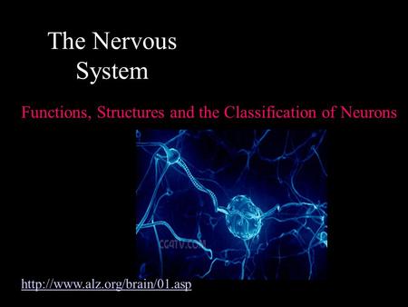 The Nervous System Functions, Structures and the Classification of Neurons