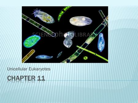 Unicellular Eukaryotes. A. They are the most primitive eukaryotes B. They are the most diverse kingdom C. Were considered plants before 1969 D. Can be.