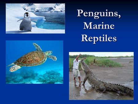 Penguins, Marine Reptiles. Penguins Flightless birds Flightless birds Endothermic-stable internal temp. Endothermic-stable internal temp. tight feathers.