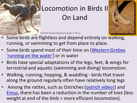 Locomotion in Birds II On Land Some birds are flightless and depend entirely on walking, running, or swimming to get from place to place. Some birds spend.