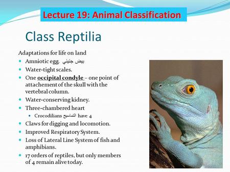 Class Reptilia Lecture 19: Animal Classification