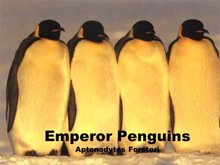 Emperor Penguins Aptenodytes Forsteri. Basic Facts Type: Flightless Bird Size: Up to 4 feet Avg. Weight: 88 lbs. Diet: Carnivore Lifespan: 15- 20 years.