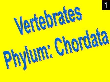 1. Different classes of vertebrates, which include jawless fishes (e.g., lampreys), cartilaginous fishes (e.g., sharks), bony fishes, amphibians, reptiles,