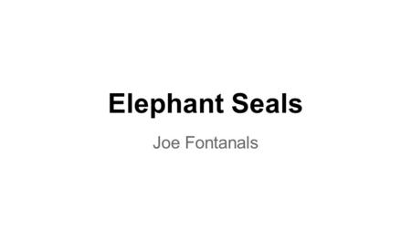 Elephant Seals Joe Fontanals.