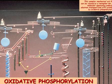 OXIDATIVE PHOSPHORYLATION This complex mechanical art form can be viewed as a metaphor for the molecular apparatus underlying electron transport and ATP.