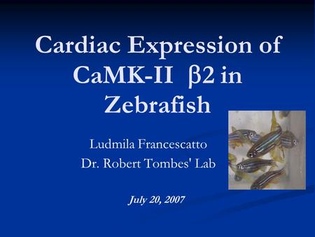 Cardiac Expression of CaMK-II  2 in Zebrafish Ludmila Francescatto Dr. Robert Tombes' Lab July 20, 2007.