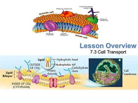 Lesson Overview 7.3 Cell Transport.