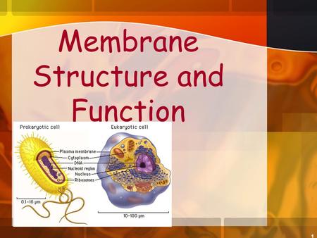 1 Membrane Structure and Function. 2 Plasma Membrane boundary Is the boundary that separates the living cell from its nonliving surroundings Selectively.