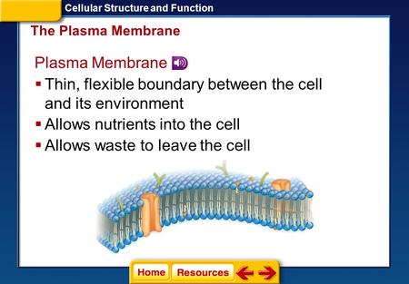 Thin, flexible boundary between the cell and its environment