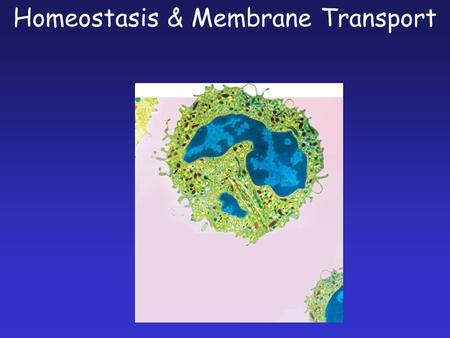 Copyright Pearson Prentice Hall Homeostasis & Membrane Transport.