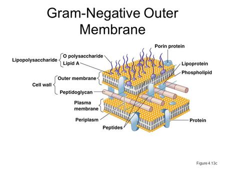 Gram-Negative Outer Membrane