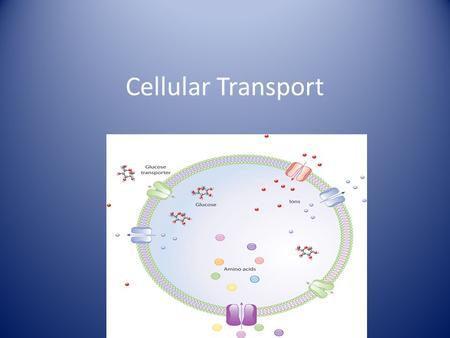 Cellular Transport.