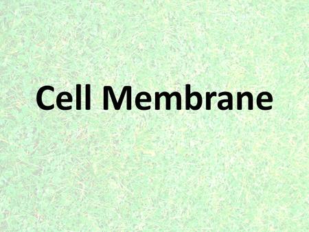 Cell Membrane.