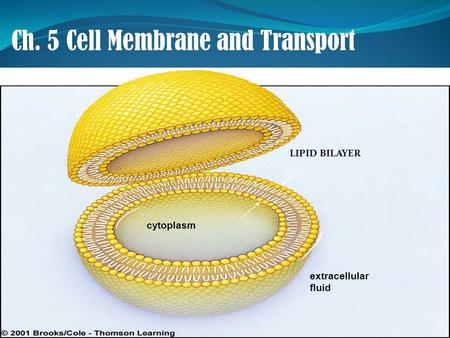 Ch. 5 Cell Membrane and Transport LIPID BILAYER cytoplasm extracellular fluid.