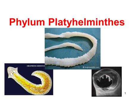 Phylum Platyhelminthes