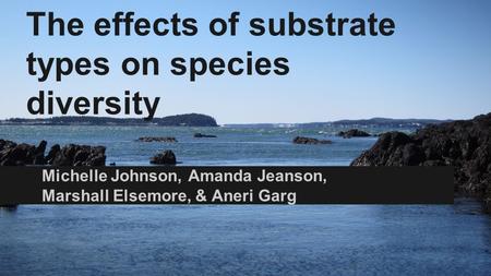 The effects of substrate types on species diversity Michelle Johnson, Amanda Jeanson, Marshall Elsemore, & Aneri Garg.