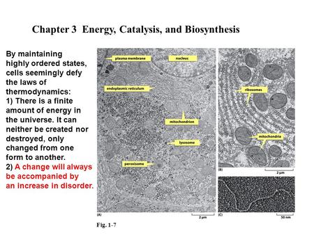 Fig. 1-7 Chapter 3 Energy, Catalysis, and Biosynthesis By maintaining highly ordered states, cells seemingly defy the laws of thermodynamics: 1) There.