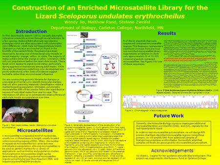 Construction of an Enriched Microsatellite Library for the Lizard Sceloporus undulates erythrocheilus Wendy Jin, Matthew Rand, Stefano Zweifel Department.