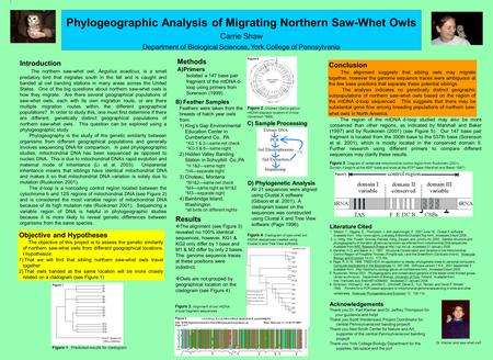 Spotted owl KG6 B2 H2 644 749 KG2 KG1 480 M2 KG5 136 H1 M4 B1 M1 H4 B3 M3 382 249 71 150 120 262 189 837 Introduction The northern saw-whet owl, Aegolius.