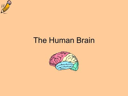 The Human Brain. The Brain Is protected by the skull and three tough membranes known as meninges The spaces between the brain and the skull are filled.