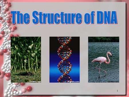 1 2 DNA DNA.DNA is often called the blueprint of life. In simple terms, DNA contains the instructions for making proteins within the cell.