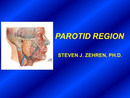 PAROTID REGION STEVEN J. ZEHREN, PH.D..