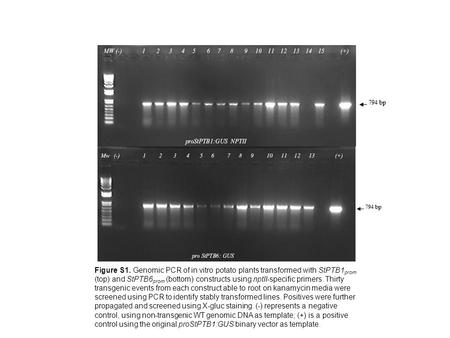 Figure S1. Genomic PCR of in vitro potato plants transformed with StPTB1 prom (top) and StPTB6 prom (bottom) constructs using nptII-specific primers. Thirty.