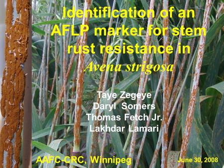 Identification of an AFLP marker for stem rust resistance in Avena strigosa Taye Zegeye Daryl Somers Thomas Fetch Jr. Lakhdar Lamari AAFC-CRC, Winnipeg.