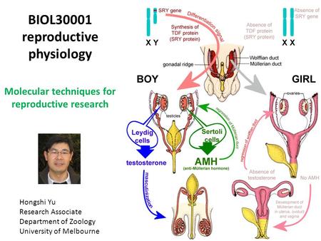 BIOL30001 reproductive physiology Molecular techniques for reproductive research Hongshi Yu Research Associate Department of Zoology University of Melbourne.