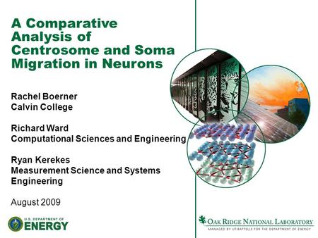 A Comparative Analysis of Centrosome and Soma Migration in Neurons Rachel Boerner Calvin College Richard Ward Computational Sciences and Engineering Ryan.