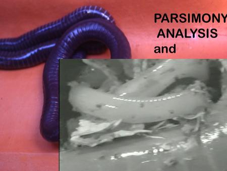 PARSIMONY ANALYSIS and Characters. Genetic Relationships Genetic relationships exist between individuals within populations These include ancestor-descendent.