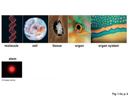 Fig. 1-3a, p. 4 atom moleculecelltissueorganorgan system.