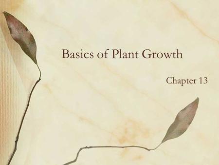 Basics of Plant Growth Chapter 13. Regions of Growth Tips of stems and roots –Terminal buds & root tips = growth in length Axils of leaves –Form new stems,