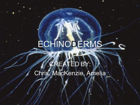 ECHINODERMS CREATED BY: Chris, MacKenzie, Amelia.