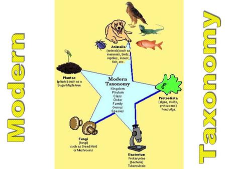 Similar traits often indicates common ancestry Phylogeny (fahy-loj-uh-nee): evolutionary histories of a species Determined by examining: – Fossils –