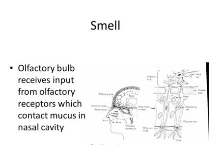 Olfactory bulb receives input from olfactory receptors which contact mucus in nasal cavity Smell.