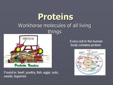 Proteins Workhorse molecules of all living things Every cell in the human body contains protein. Found in: beef, poultry, fish, eggs, nuts, seeds, legumes.