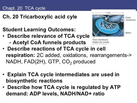 Ch. 20 Tricarboxylic acid cyle Student Learning Outcomes: