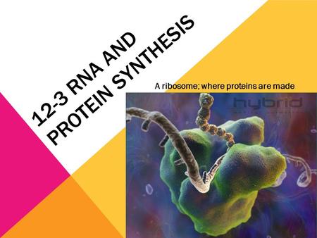 12-3 RNA and Protein Synthesis