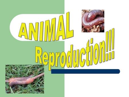 ANIMAL Reproduction!!!.