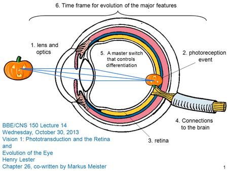 4. Connections to the brain 3. retina 1. lens and optics 2. photoreception event 5. A master switch that controls differentiation 6. Time frame for evolution.