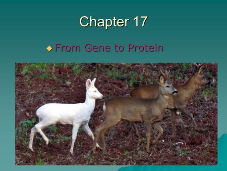 Chapter 17 From Gene to Protein.