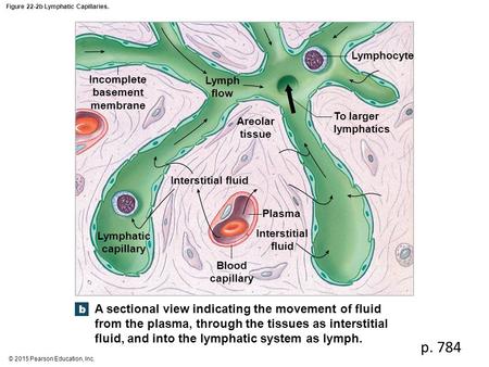 Figure 22-2b Lymphatic Capillaries.