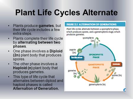 Plant Life Cycles Alternate Plants produce gametes, but their life cycle includes a few extra steps. Plants complete their life cycle by alternating between.