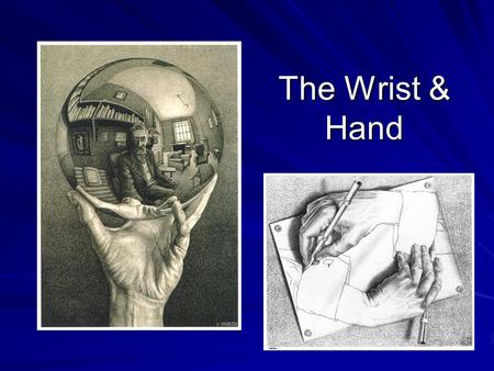 The Wrist & Hand. Bony Anatomy The Wrist - Made up of 8 bones, called carpals - Transverse 2 rows The Hand - Made up of 5 metacarpals and 5 digits - One.