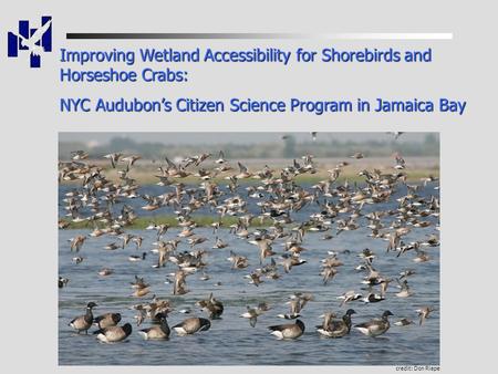 Improving Wetland Accessibility for Shorebirds and Horseshoe Crabs: NYC Audubon’s Citizen Science Program in Jamaica Bay Jamaica Bay credit: Don Riepe.