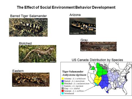 The Effect of Social Environment Behavior Development Blotched Gray Arizona Eastern Barred Tiger Salamander US Canada Distribution by Species.