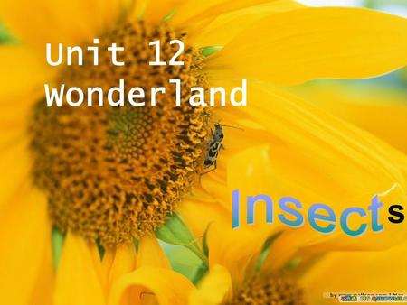 Unit 12 Wonderland s Which letter is the name of an insect? Which letter is a drink? Which letter is a vegetable? Which letter is a lot of water? Which.